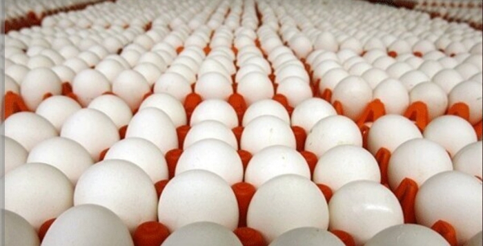 خرید تخم مرغ صادراتی به صورت مستقیم از کارخانه